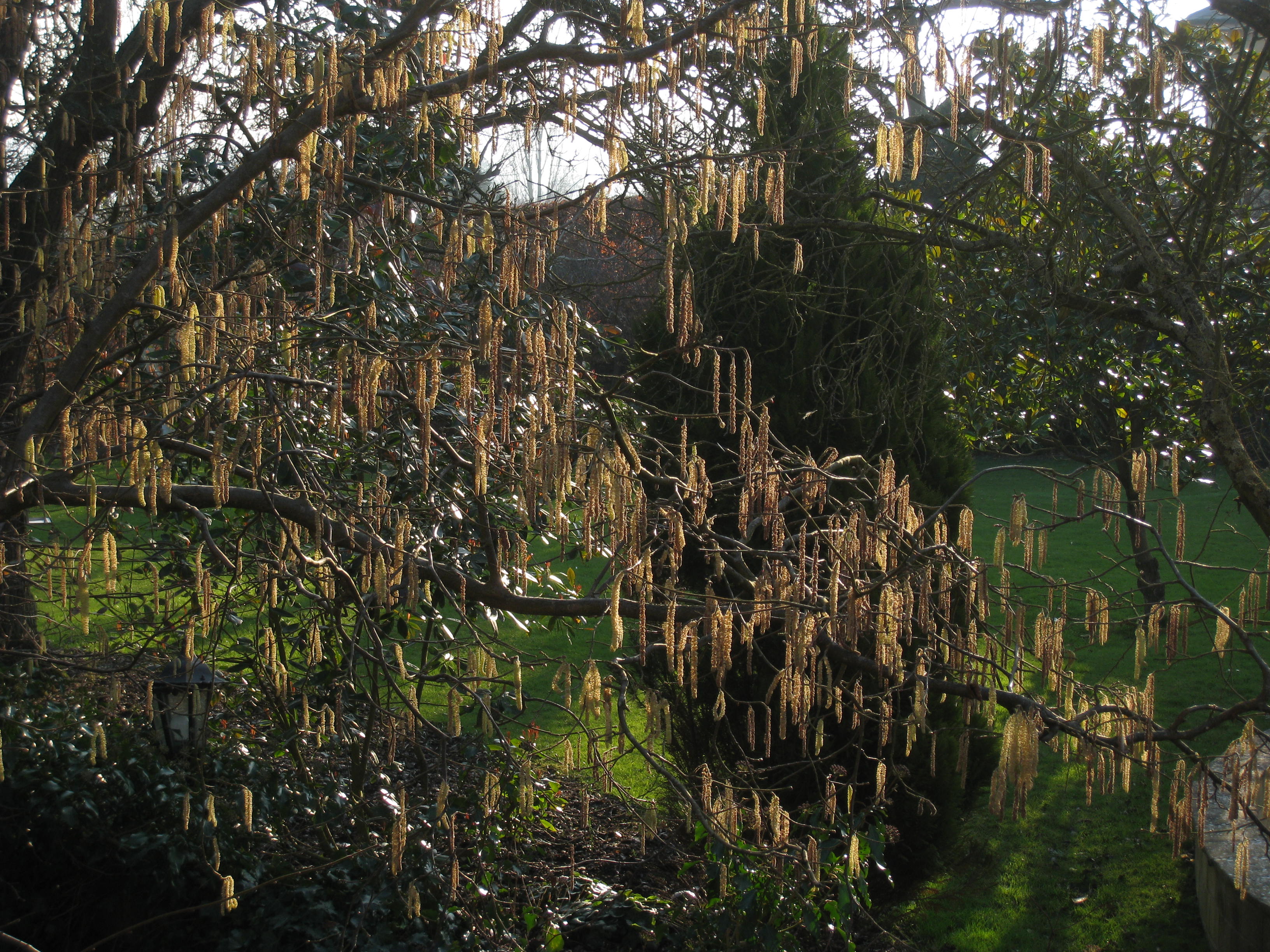 February 19th 2013 View from the bedroom window on a sunny afternoon